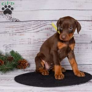 Janae, Doberman Pinscher Puppy